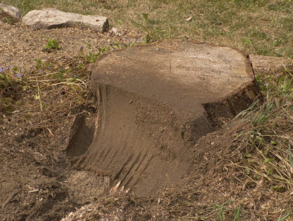 Stump Grinder In Use 6